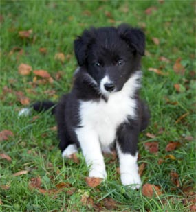 Border collie valpar