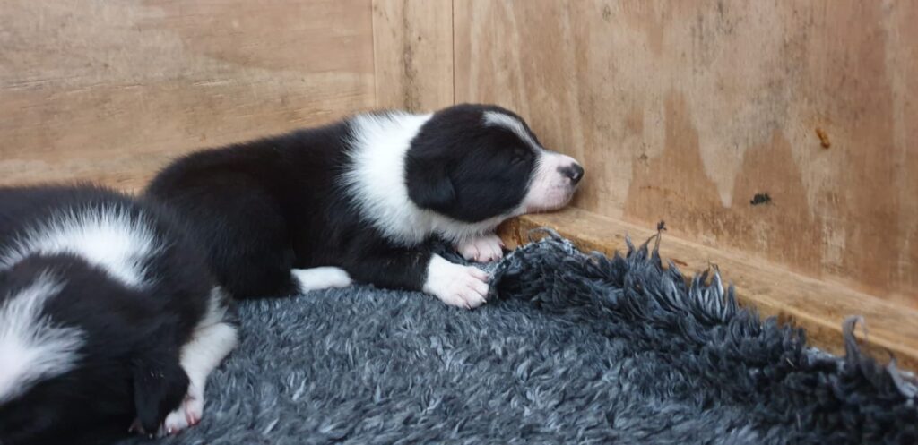 Border collie valp